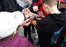 Třeboňská záchranná stanice pro volně žijící zvířata